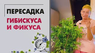 видео: ПЕРЕСАДКА гибискуса и фикуса | Горшки для цветов - как бриллианты для девушек картинка: ПЕРЕСАДКА гибискуса и фикуса | Горшки для цветов - как бриллианты для девушек