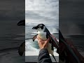 Penguin tries to escape orcas in epic ocean chase #wildlife #nature #ocean