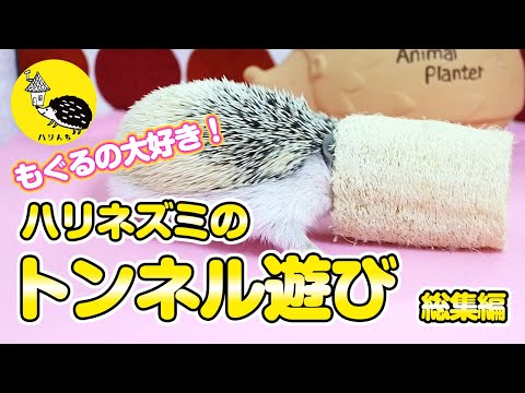 【もぐるの大好き！】ハリネズミのトンネル遊び！総集編