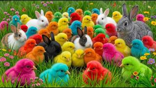 🐥My Colorful Chicks Are SO CUTE! Real World Experience For New Beginners Everyday Use