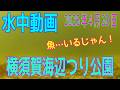 水中動画（2026年4月28日）in　横須賀海辺つり公園