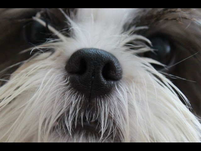 Espirro reverso em shitzu Clearance