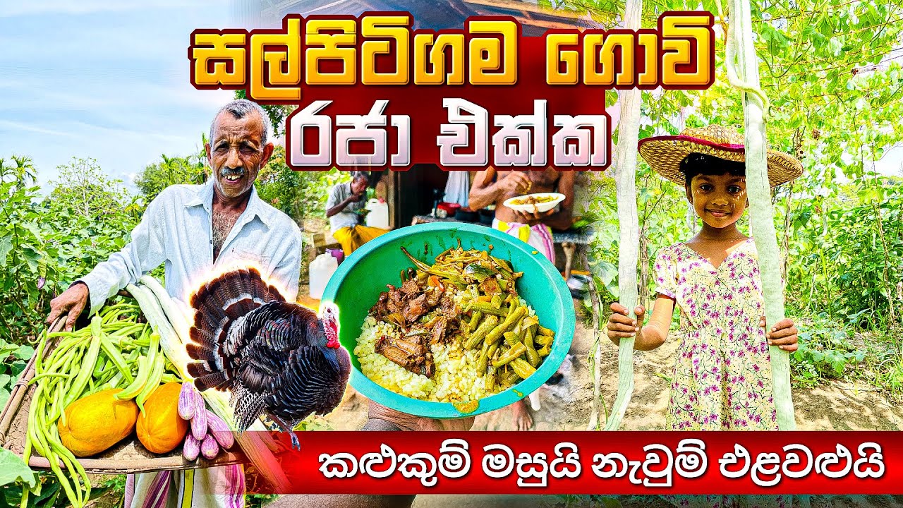 සල්පිටිගම ගොවි රජා එක්ක කළුකුම් මසුයි නැවුම් එළවළුයි #villagevlog 