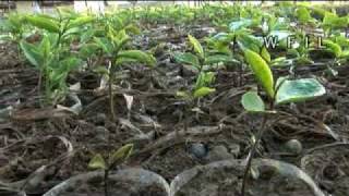 How tea is made - the whole process!