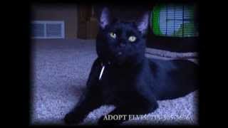 Adopt Elvis the Cat! by breatMCTV 237 views 10 years ago 3 minutes, 9 seconds