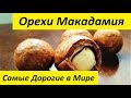 Орехи Макадамия Самые Дорогие Орехи в Мире