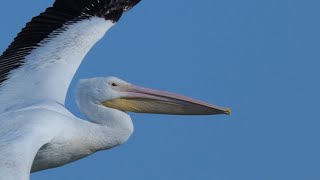 EF 70-300mm Nature and Wildlife Shots