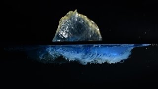 The secret life of Velella: Adrift with the by-the-wind sailor