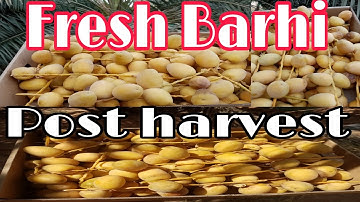 Barhi Dates harvesting #barhi #tamer #dates #palm #postharvest