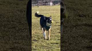 Throwing a Long Ball For the Good Boy. He Loves This Springtime Weather!! #chuckit #dogs #dogshorts