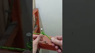 Simpul Lilit Jerat Mudah Dan Kuat