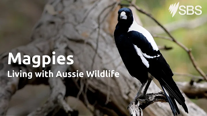 Magpies | Living with Aussie Wildlife | Learn English - DayDayNews