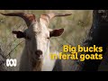 Big bucks: feral goats recognised as a serious asset 🐐 | Meet the Ferals Ep 5 | ABC Australia