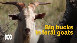 Big bucks: feral goats recognised as a serious asset  | Meet the Ferals Ep 5 | ABC Australia