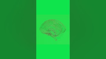 3D Wireframe Brain Animation Green Screen 4K #animation #stockfootage #greenscreen #brain #3dbrain