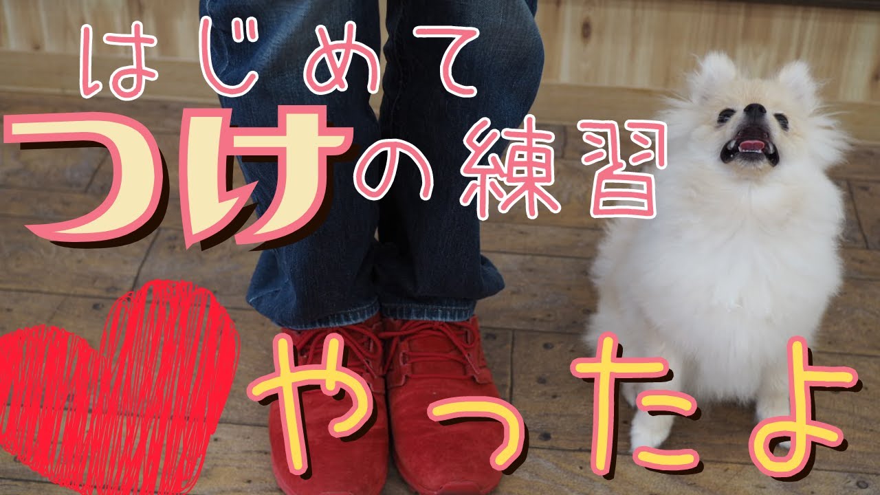 ポメラニアンの子犬と初めて「つけ：ヒールポジション」の練習したよ！やっぱりベンはおりこう！天才！【つけの教え方】子犬のしつけ