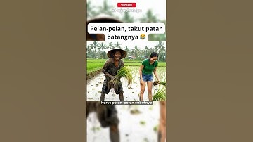 Tarik Padi, Kakek Nyengir 😂 #kakekhujan #lucu #fruittree #kakekhujanvibes #funny #dialogambigu #rain