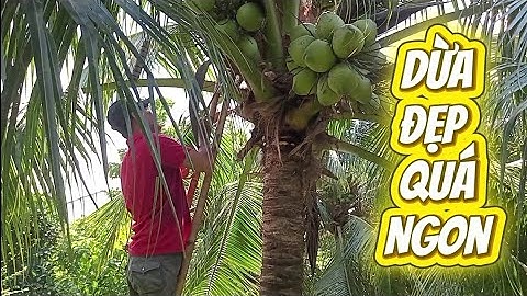 Quốc dừa hái Dừa xiêm xanh đẹp nhiều giá rẻ .#quocduavlog 
