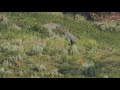 2021 Yellowstone Junction Butte Wolf Pack Puppies - Playtime Part 2