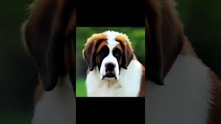 Training and Exercise: Saint Bernard Dog