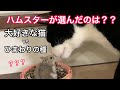 ハムスターが最後に選ぶのはどっち⁉️大好きな猫🐾 VS ひまわりの種🌻猫とハムスター【41】