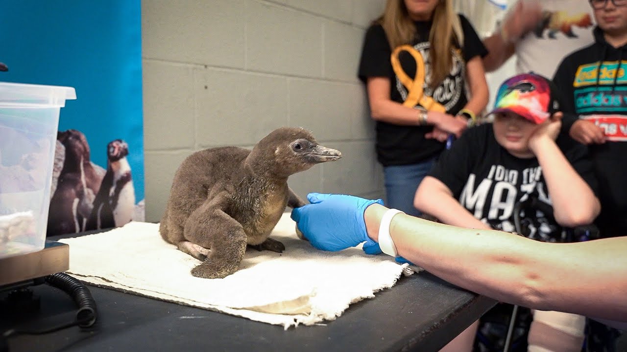 A Boy and His Friend-guin: Carson and Nosrac
