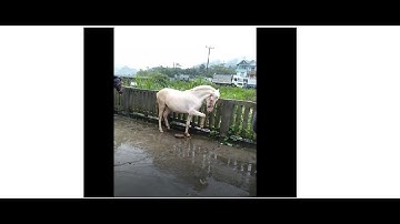 Rất nhiều trâu, ngựa được bán tại chợ phiên Bắc Hà tỉnh Lào Cai!  🌺