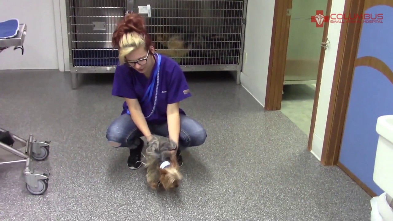 Yorkie Has a Luxating Patella Repair 