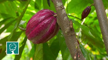 Conserving natural carbon sinks/REDD+ (with subtitles)