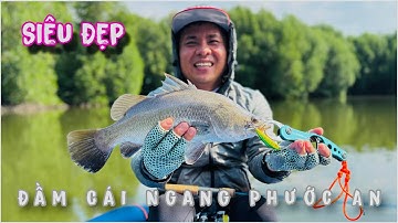 Câu cá chẽm đầm cái ngang , đầm đẹp nhất phước an , fishing lure , fishing barramundi ( 2025 )