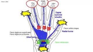 Synovial flexor sheaths in the palm