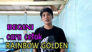 KAWIN SILANG IKAN CUPANG || cara cetak cupang rainbow golden