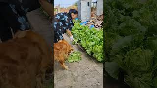 A Healthy Clean Vegetables Garden Is Very Possible From The Cracks #satisfying #gardening