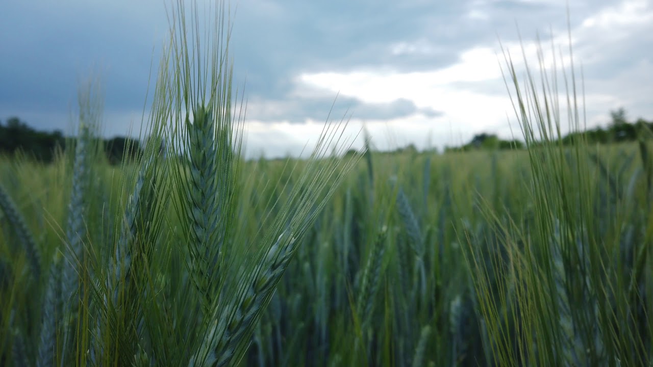 Green Wheat field beautiful shot