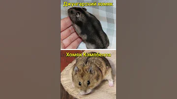 Как отличить джунгарского хомяка от кэмпбелла #shorts