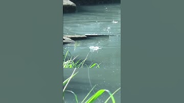 Câu cá lóc #cauca #caucaloc #caucalockhung #manhraufishing