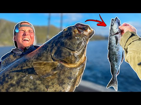Video: Ånder fisk luft?