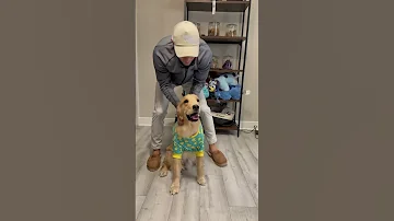 My Dogs Have Their Own Room And Bunk Beds Dogsofyoutube Dog Dogs Husky Puppy Goldenretreiver 