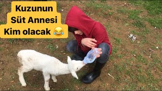 Eğlenceli yavru koyun kuzusu süt içirme ve bakımı 😊 iştah arttıran video 😋