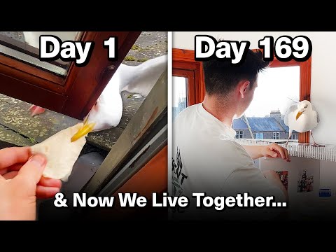 Feeding My Pet Seagull for 169 Days to Gain His Trust