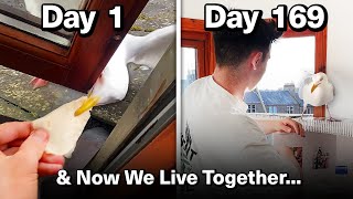 Feeding My Pet Seagull for 169 Days to Gain His Trust screenshot 3