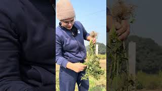 Update On Green Chillies