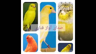 صدای قناری برای آموزش قناریهای جوان صوت الکناری canary