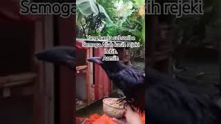 mengasih makan gagak hitam #short  #gagak  #viealvideo #viral