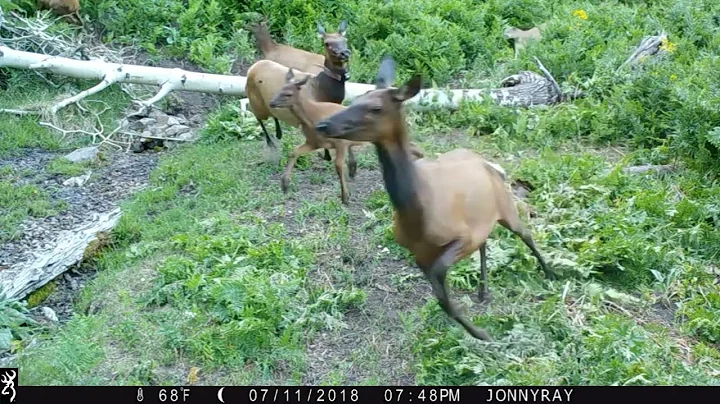 Cougar Attacks Elk Short