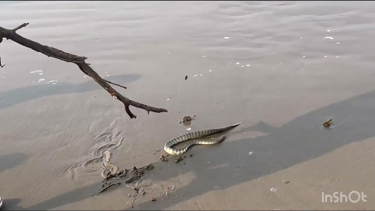 сетка для рыбы. сетка рыболовная. сеть fish. сеть fish. рыбацкая сеть.