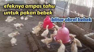 ini yang terjadi bila ampas tahu untuk pakan bebek | blitar obral bebek murah