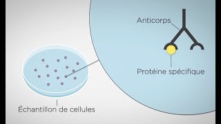 MOOC côté labo : Technique d’étude des protéines cellulaires : western blot : les principes