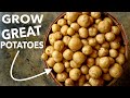 Notill potatoes  how to grow harvest store