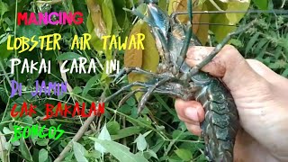 mancing lobster air tawar dengan cara ini pasti tidak akan gagal